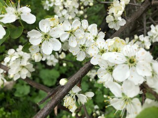 a lot of flowers of blossoming cherry on a branch with green leaves