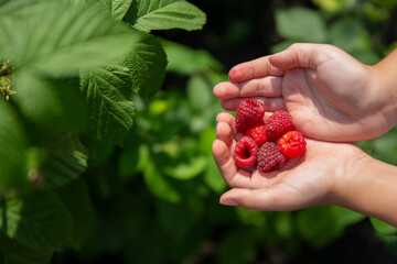 Delicious red raspberries in children's palms-berry harvest in the garden in summer