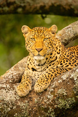 Close-up of leopard lying on forked branch