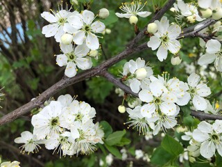 Obraz premium Many white simple flowers of cherry tree on a branch with green leaves. Background.
