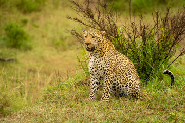 Leopard sits on bank with mouth open