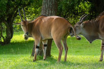 Close-up of eland drinking urine from another