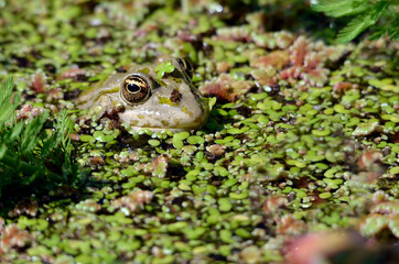 Head of edible frog (Pelophylax esculentus) on water among duckweed