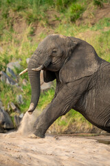 Obraz premium Close-up of African elephant sitting on sand