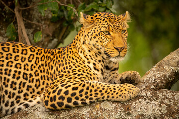 Close-up of leopard staring right on branch