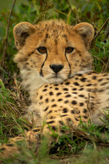 Close-up of cheetah cub staring towards camera