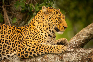 Close-up of leopard on branch  looking down