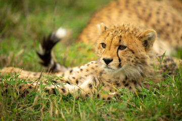 Fototapeta na wymiar Close-up of cheetah cub lying by mother