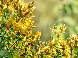 Hypericum flowers on the meadow.