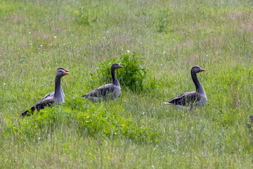 four geese standing in the grass, looking out