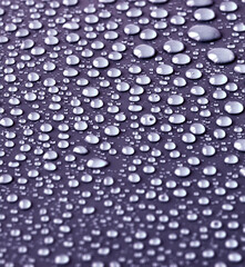 Water drops on violet background.