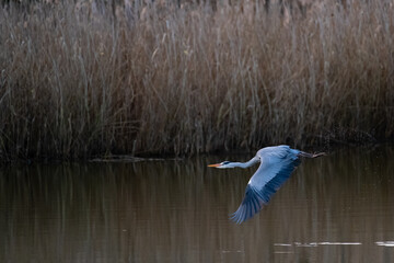 Ein Graureiher fliegt über einen Teich