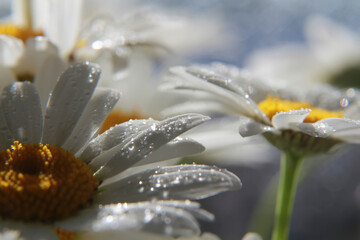 Close up of chamomile flower . shallow depth of field