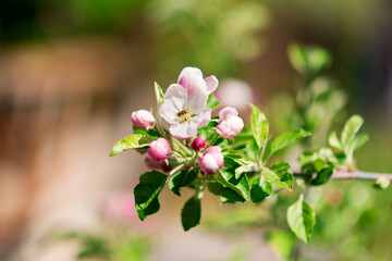 Apple flowers and a small bee inside