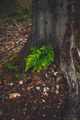 green fern leaf in the forest