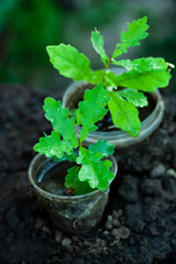 An little oak in a flower pot. Tree planting. Potted Seedlings and Young Plants in Greenhouse. Concept of the environment.