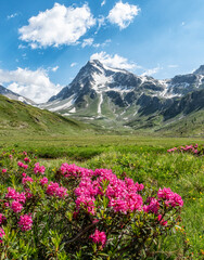 Fototapeta na wymiar Montagna innevata e fiori Mont Gelé