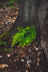 green fern leaf in the forest
