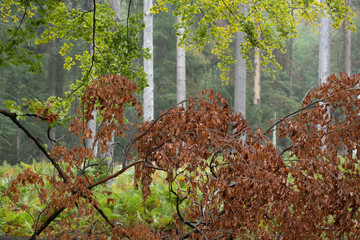 Bunter Laubwald im Frühling
