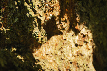 Tree trunk