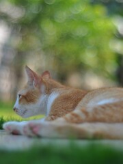 Cute orange cat against bokeh background. Close up kitten
