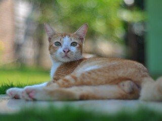 Cute orange cat against bokeh background. Close up kitten