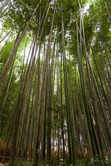 Japan, Kyoto, Arashiyama, view of the bamboo forest