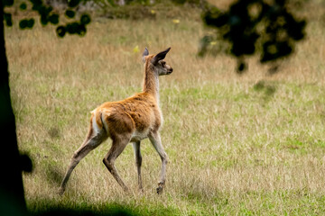 Junger Rothirsch steht auf Waldlichtung
