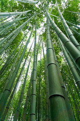 Japan, Kyoto, Arashiyama, view of the bamboo forest