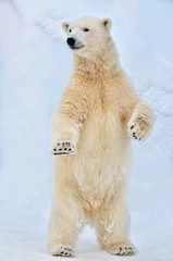 Foto op Plexiglas polar bear cub © elizalebedewa