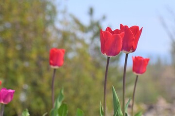 red tulips in spring