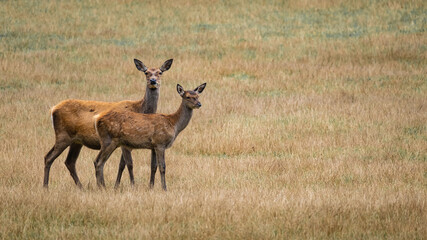 Eine Rothirschkuh mit ihrem Nachwuchs