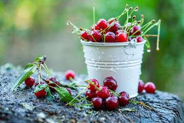 Fresh cherries in bowl. Close up view of pile of red ripe cherries. Red fruits in garden.