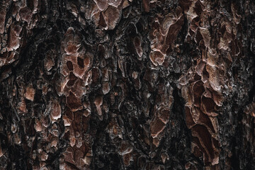 Brown pine bark. Rough wood texture. Stylish grunge pattern. Deep cracks and pieces of bark. Coniferous tree trunk, cedar.