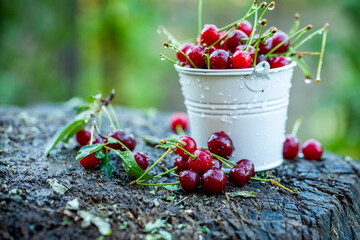 Fresh cherries in bowl. Close up view of pile of red ripe cherries. Red fruits in garden.