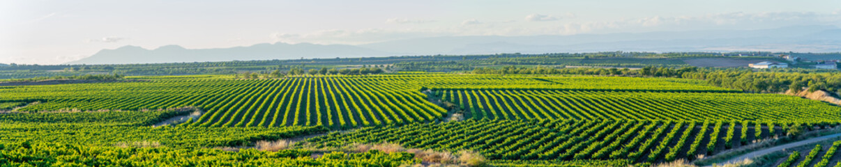 Fototapeta na wymiar panoramic view of the vineyards in the summer, preparing the grapes for harvesting in September and making the rich wines of La Rioja Spain