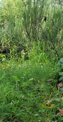green texture background
