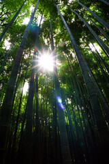 Fototapeta na wymiar Japan, Kyoto, Arashiyama, view of the bamboo forest
