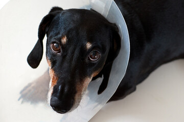 Sad dog lying on a bed sick with vet plastic Elizabethan collar on neck. A dachshund in a dog collar. Treatment of Pets. Operation of dogs and animals. Veterinary clinic for dogs.