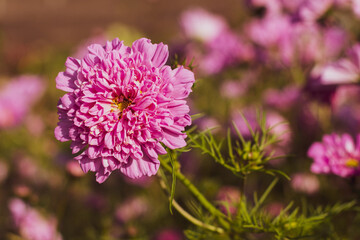 Background of pink flowers with green leaves on a sunny day in the garden.
