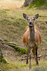 Eine Rothirschkuh schaut neugierig zu