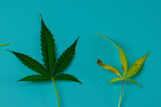 Green cannabis healthy leaf and withered dying yellow marijuana. Weed on blue background