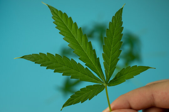 Cannabis marijuana leaf in hand close up, blurry background with weed