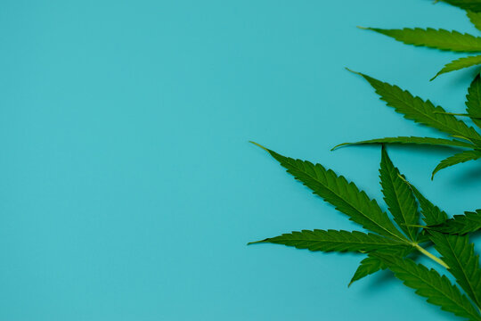 Cannabis leaf on blue background top view with copy space. Marijuana plant. Design template