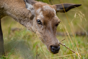 Eine Rothirschkuh kaut auf einen Zweig