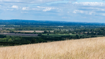 landscape view across corn field