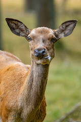 Eine Rothirschkuh kaut auf einen Zweig