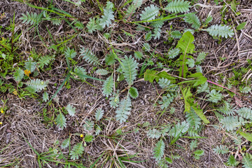 Saturated natural texture and background with green plants and flowers. Pine forest and needles on the ground. Summer bright forest background.
