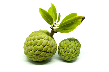 Two Fresh Organic Sugar Apple Srikaya Side By Side Isolated on White Background