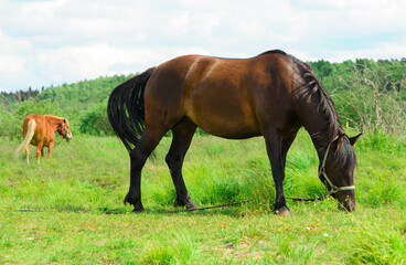 Obraz premium The bay horse is standing on the pasture and eating the grass.